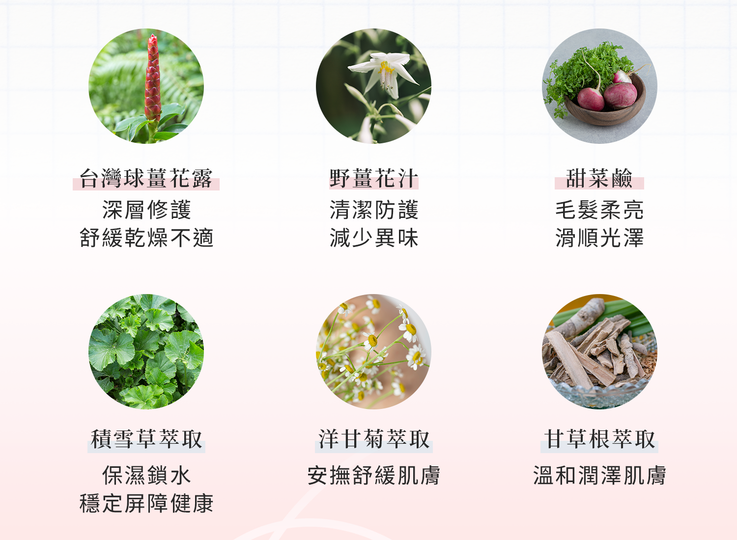 舒洗泡泡植萃成分：球薑花露、野薑花汁、甜菜鹼、積雪草、洋甘菊與甘草根
