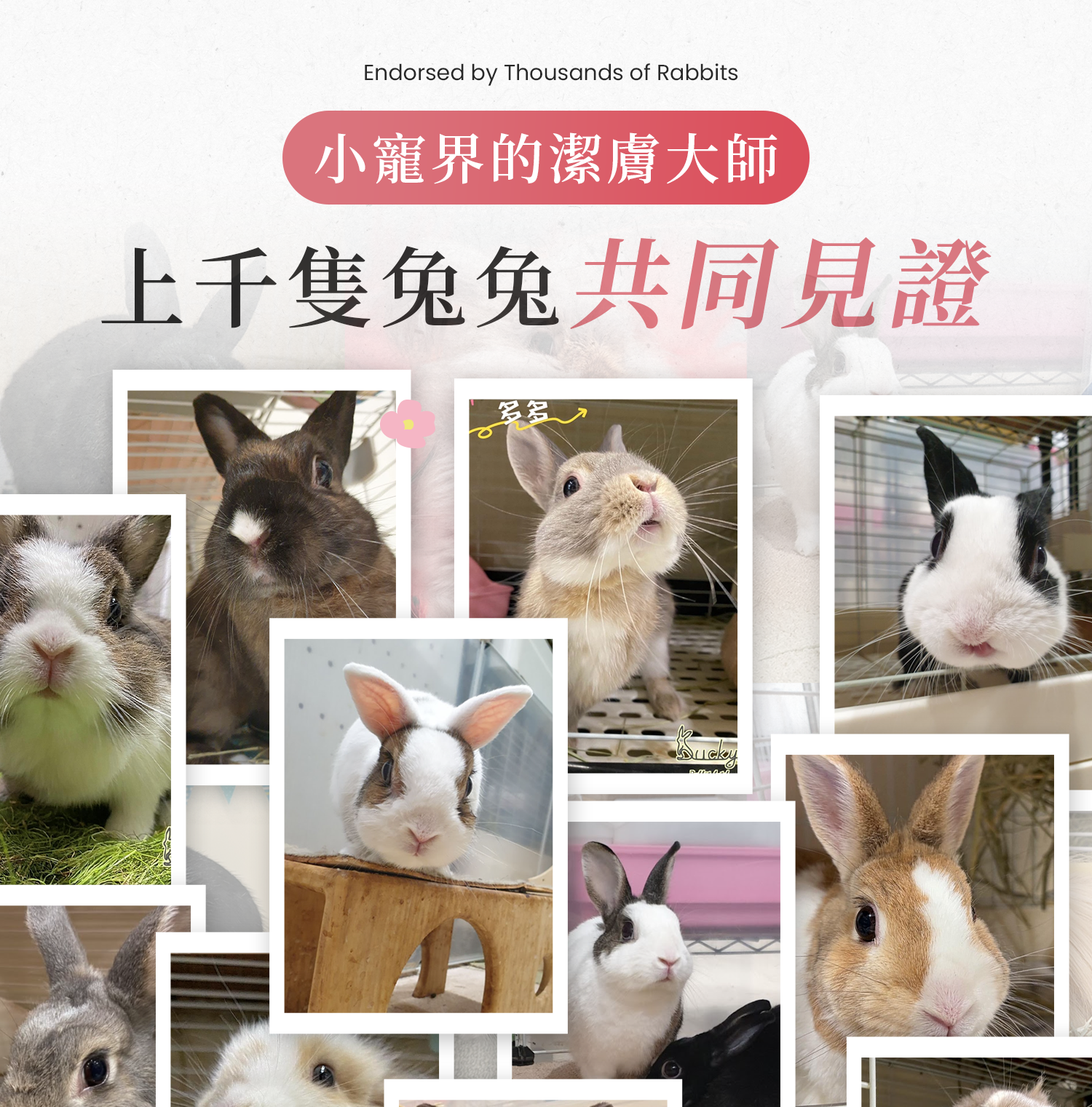 小寵界潔膚大師，上千隻兔子共同見證的兔子使用者照片集
